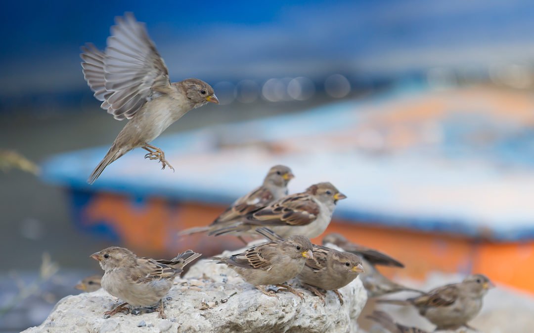 O desafio da autenticidade