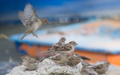 O desafio da autenticidade