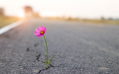 Finalizações, lutos e começos | Parashat Devarím